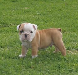 
            
Cachorros de Raza Bulldog Ingles para la venta del criadero Nutibarabulldogs -Special Dogs, 100% puros

            


            


            